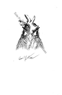 a black and white drawing of a giraffe's head